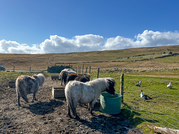 Teatime | My Shetland