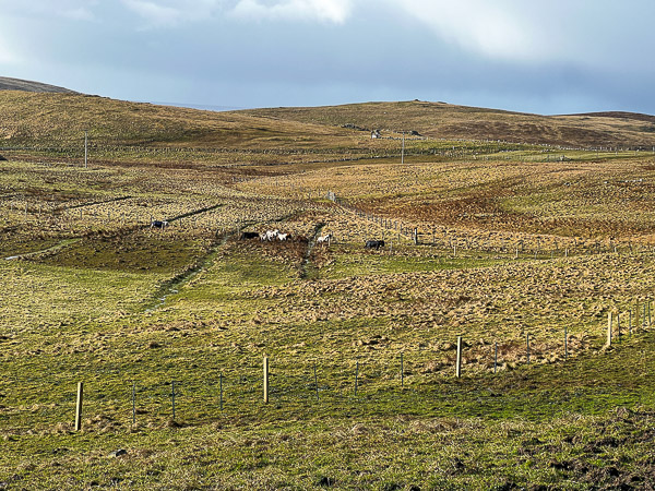 The Mud’s Back | My Shetland