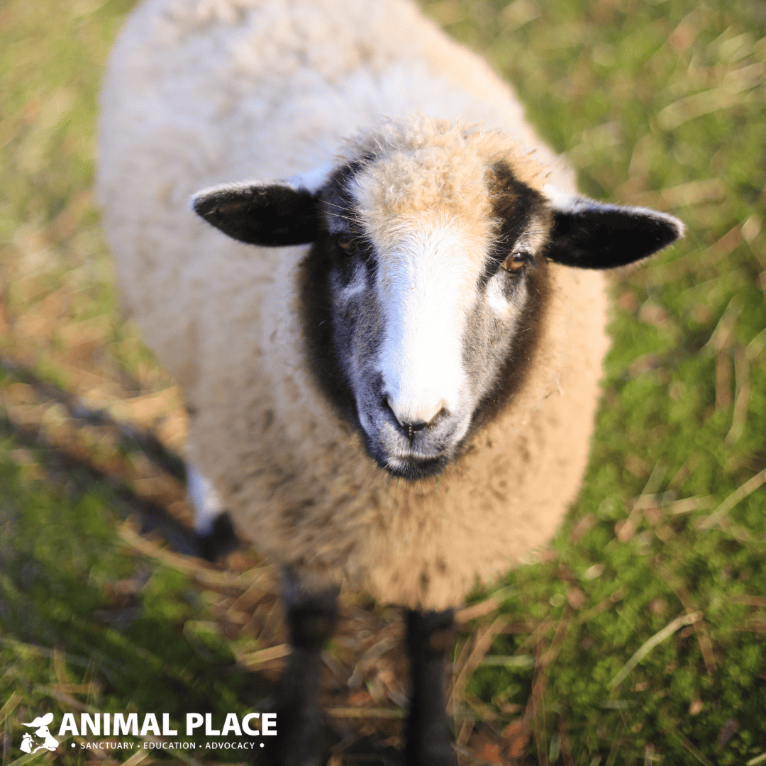 Triple Your Gift! – Animal Place