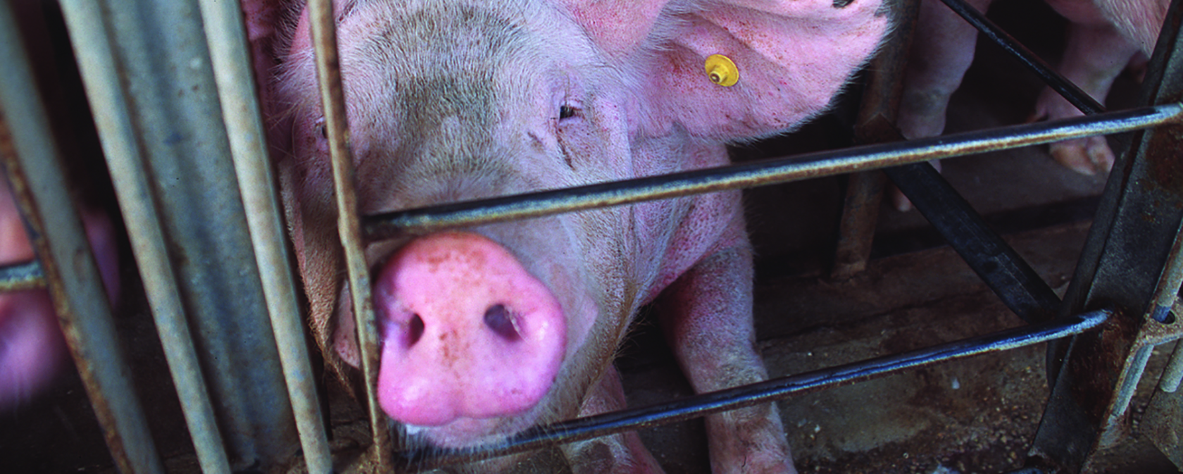 Breaking: Proposed Farm Bill would create a nightmare for animals