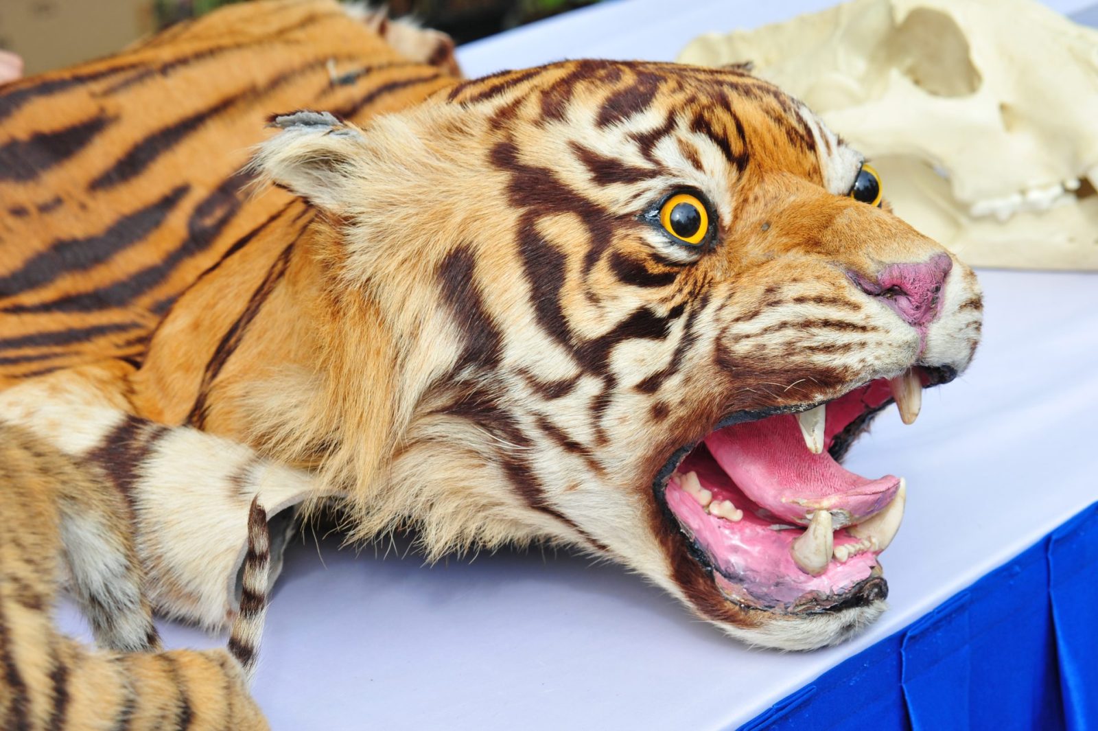 Brooklyn Man Pleads Guilty to Selling Illegal Exotic Animal Parts – One Green Planet