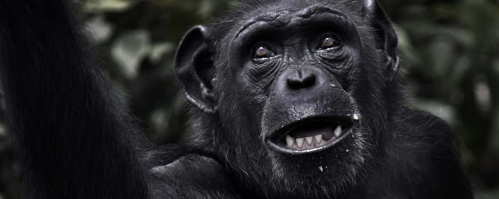 Chimps await sanctuary, while NIH still refuses to move them despite judge’s ruling