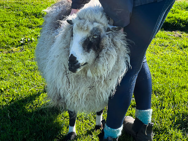 Farewell Queen of Sheep | My Shetland