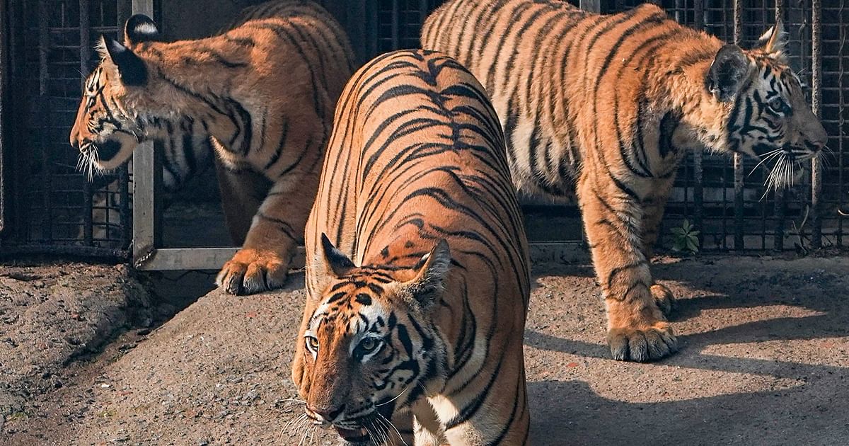 Fruit ice balls to water coolers, Delhi Zoo steps up animal care amid relentless heatwave