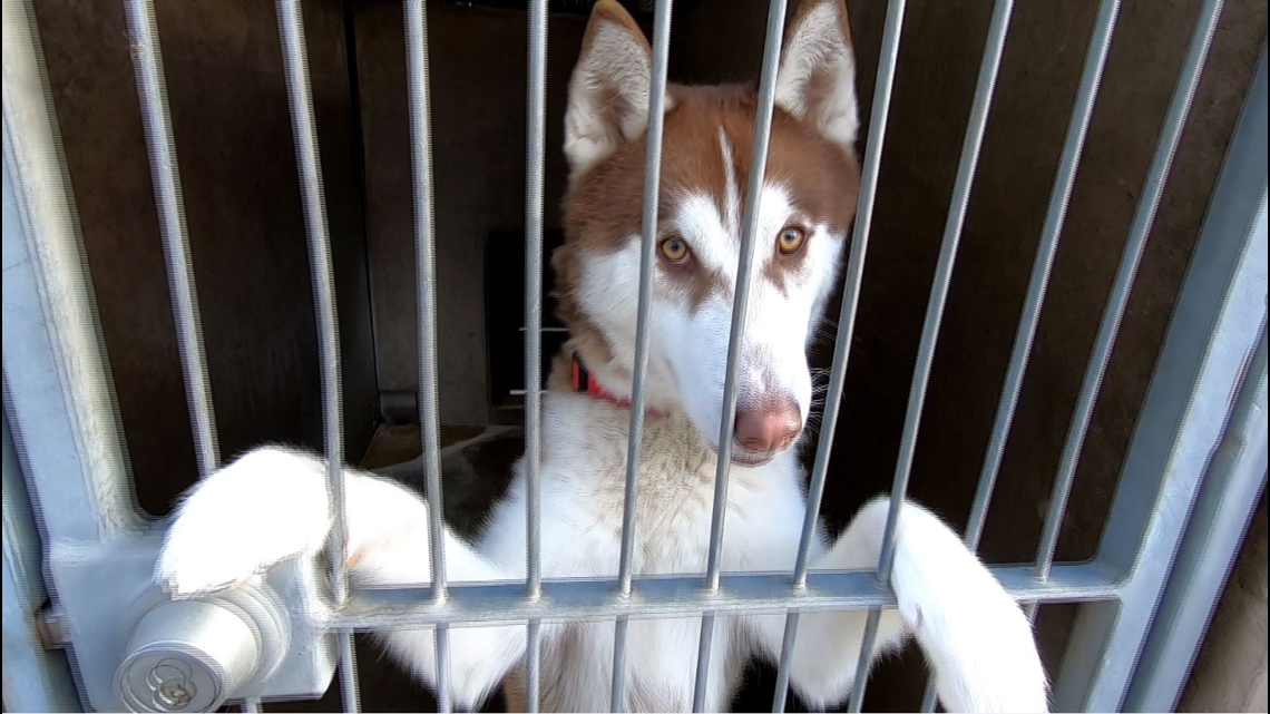High volume of huskies in shelters