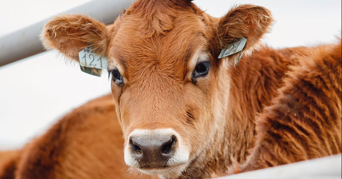 Historic news: United Kingdom bans live animal export in landmark decision