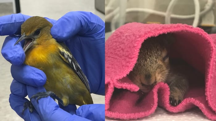 Houston SPCA’s Wildlife Center sees increase in animals following severe weather