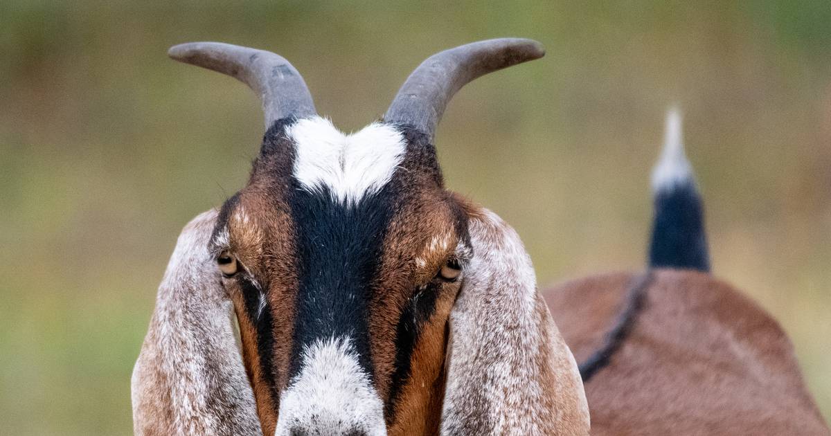 Oregon farm animal sanctuary hosts free VegFest – Here is Oregon