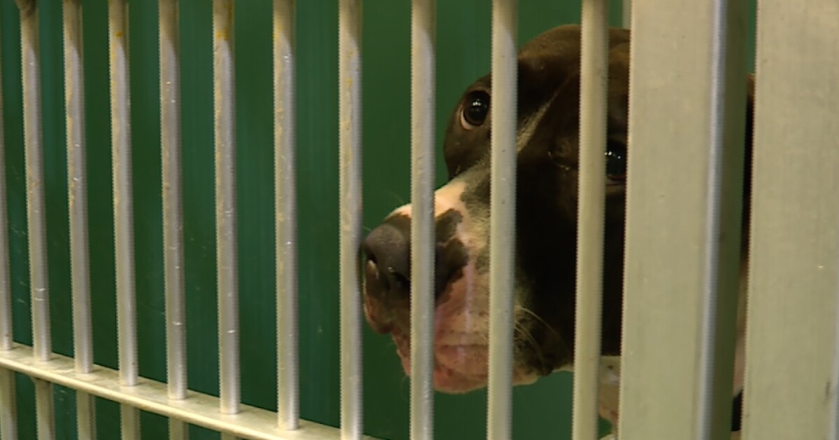Palm Beach County animal shelter faces critical overcrowding crisis