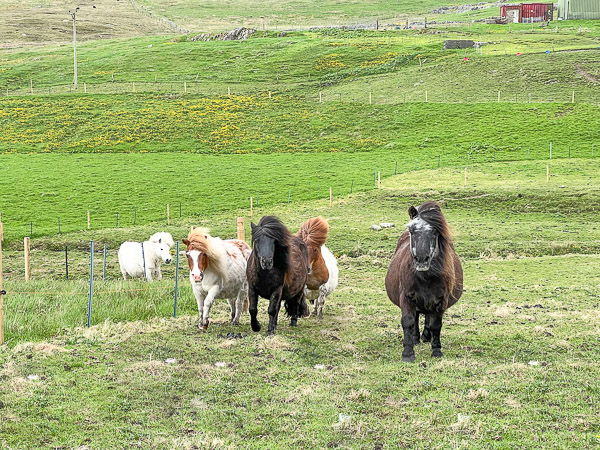 Shetland Pony Racing | My Shetland