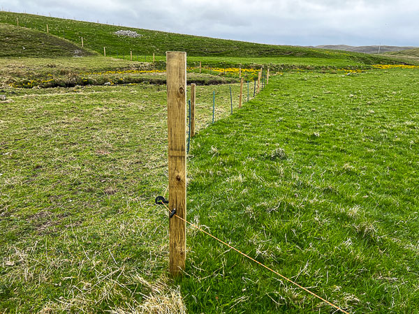 Strip Grazing | My Shetland