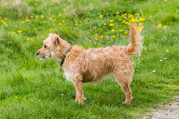 Terriers | My Shetland