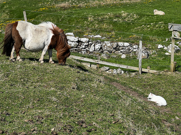 Wearing Wormer | My Shetland