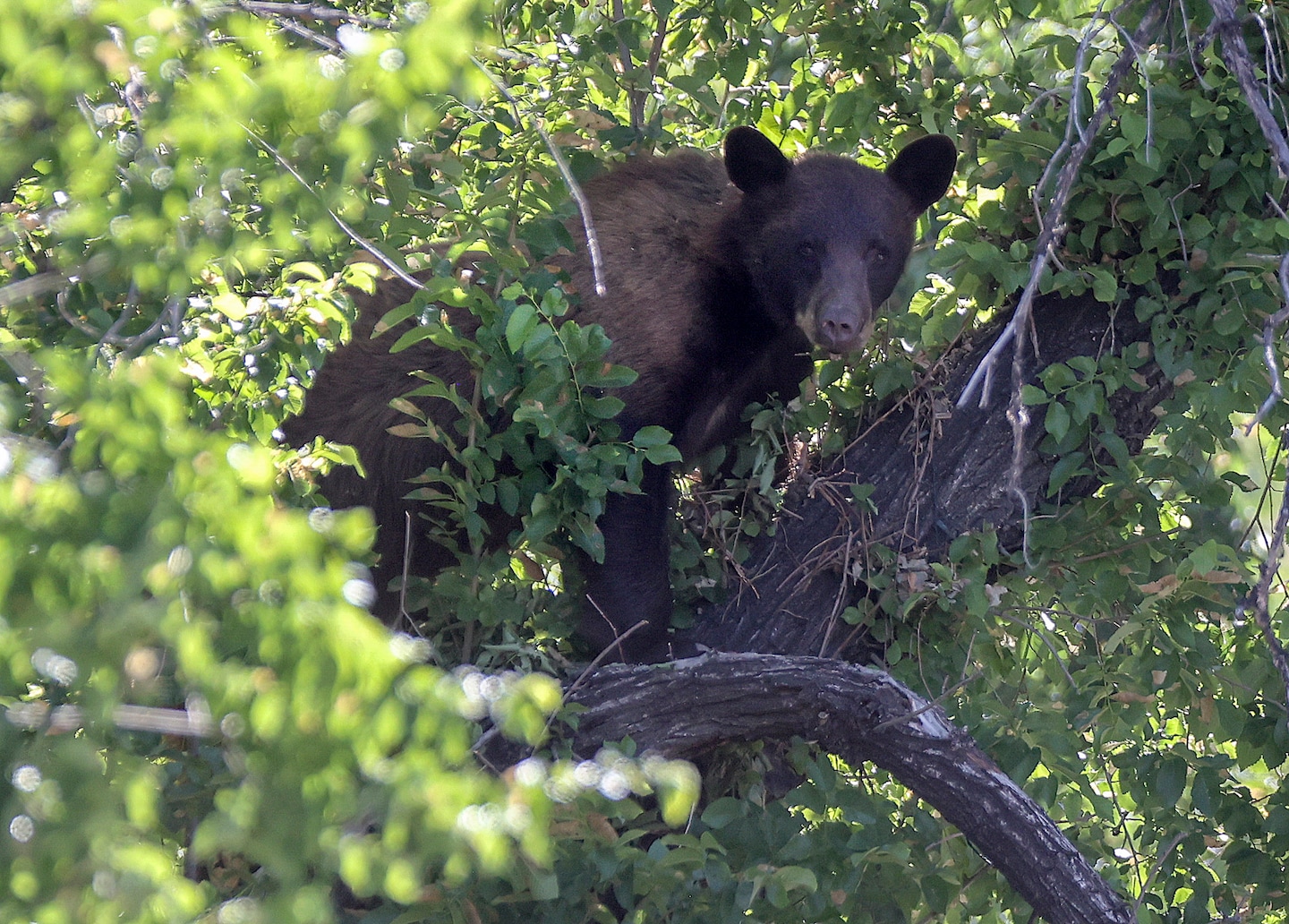 Another black bear spotted in Arlington