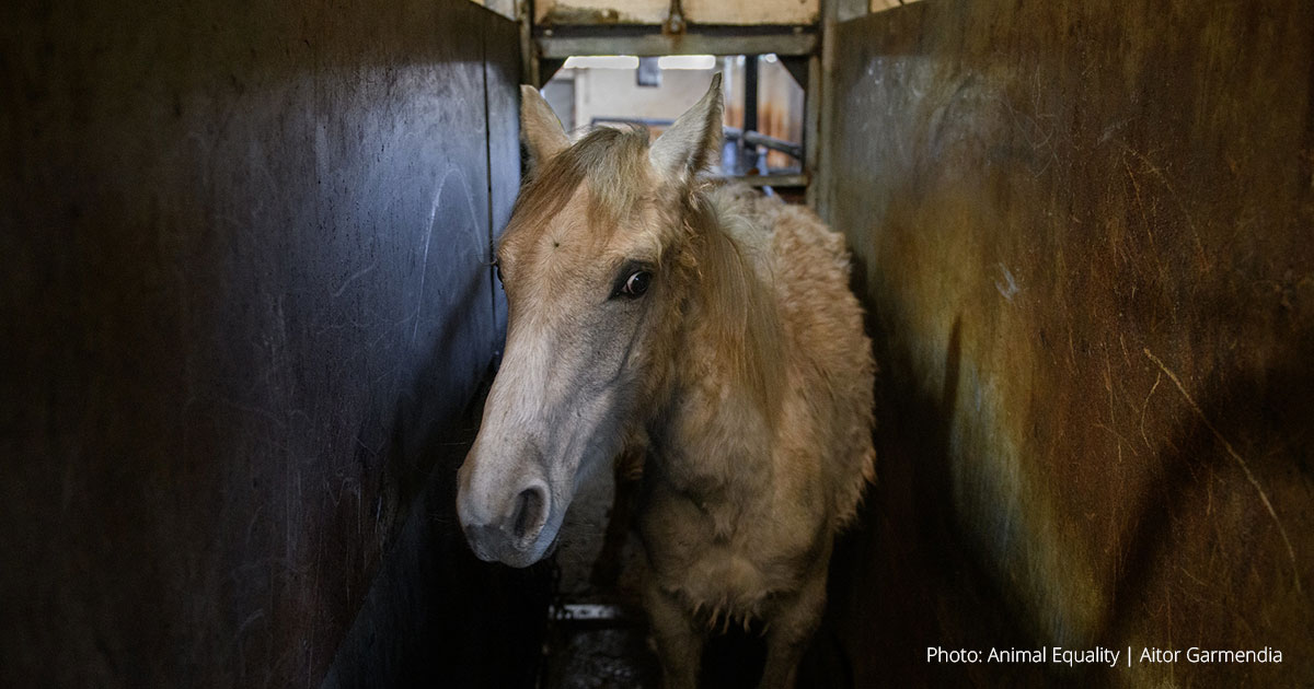 Breaking investigation by Animal Equality uncovers horses beaten, slaughtered for meat in Spain
