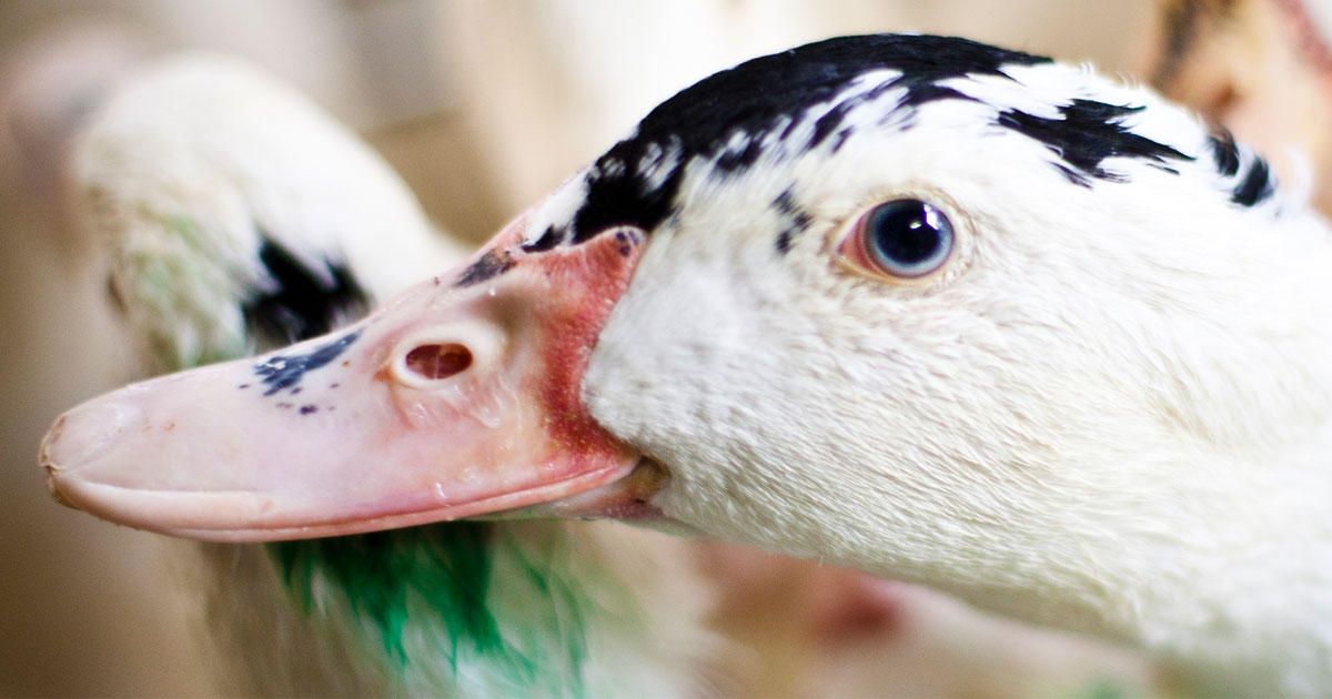 Changing the world for ducks and geese used for foie gras