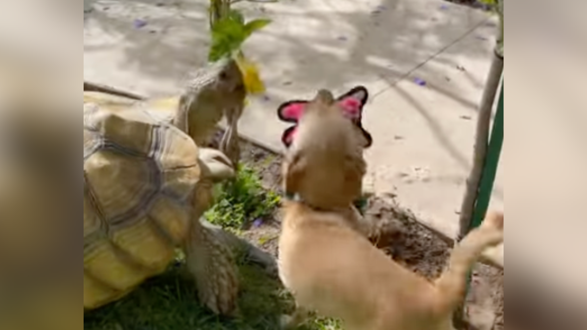 Chihuahua & Tortoise Make The Cutest Pair! – InspireMore