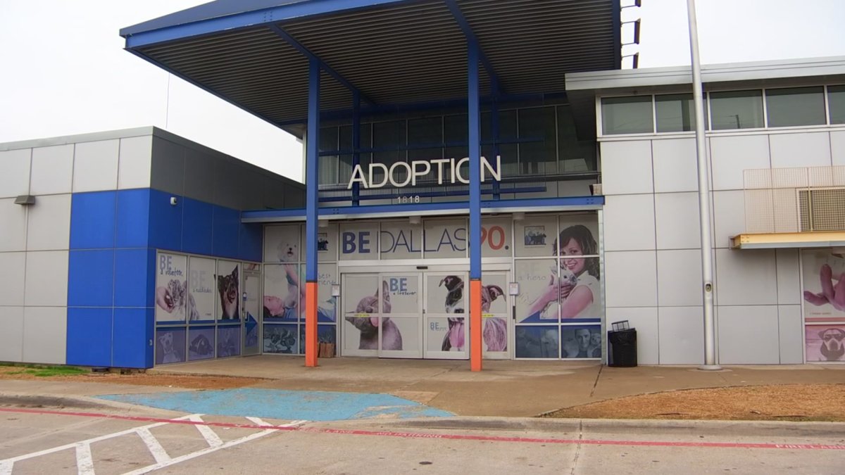 Dallas Animal Services to waive adoption fees – NBC 5 Dallas-Fort Worth