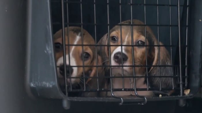 Envigo dog breeding facility pleads guilty to animal welfare, pollution crimes
