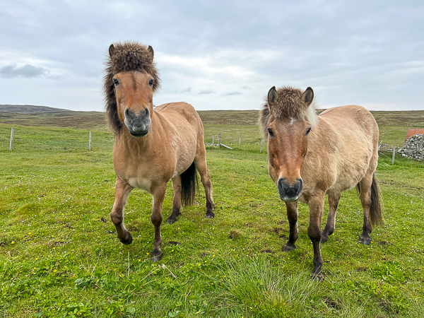 Horseriding | My Shetland