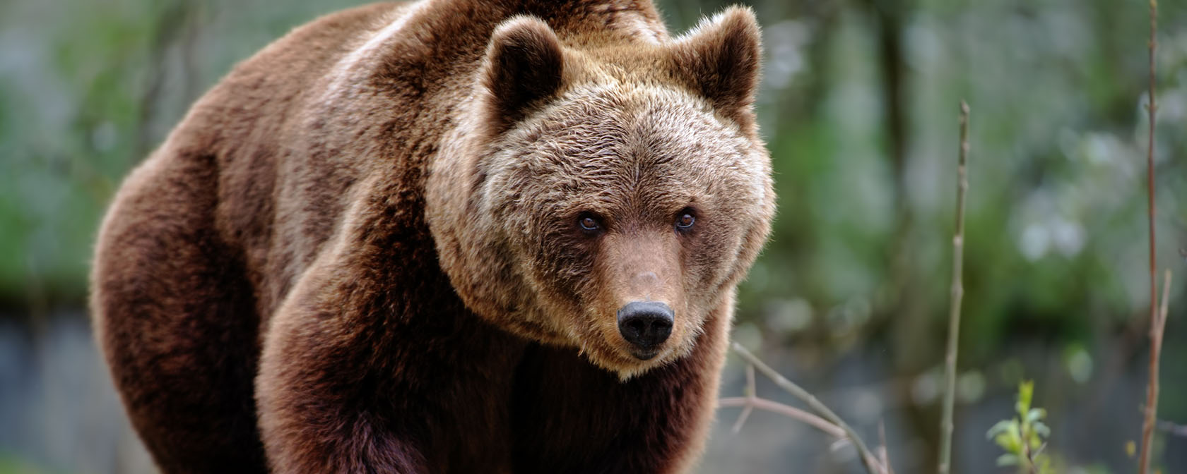 Inside Alaska’s scapegoat killing of grizzly bears