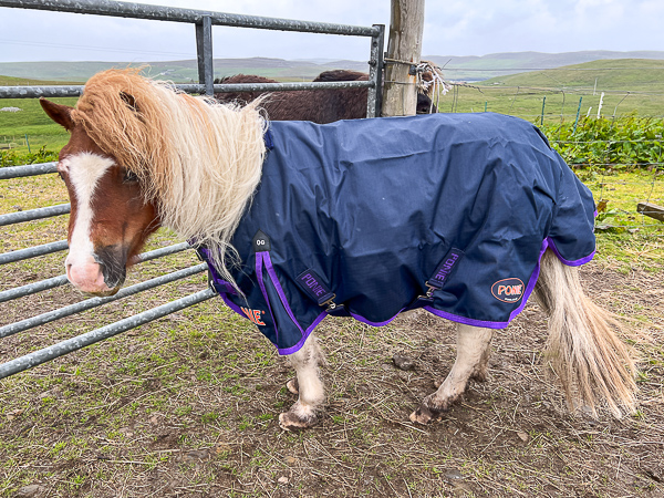 Looking Good, Tiddles | My Shetland