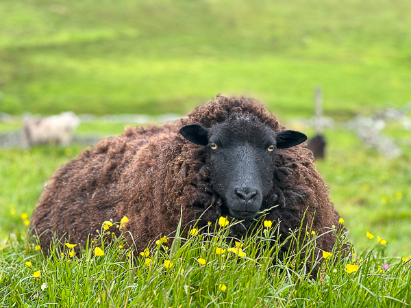 Sheep | My Shetland