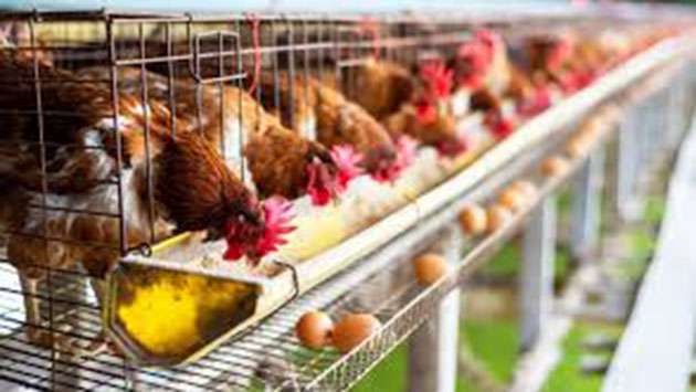 Sri Lanka bans animal, animal product imports from bird flu affected countries - Breaking News