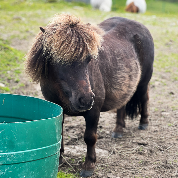 This Little Lot | My Shetland