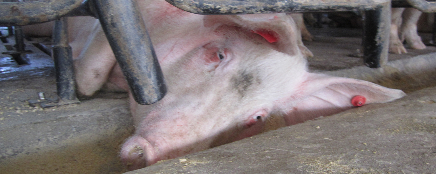 USDA Secretary’s support for factory farming cruelty is an insult to animals and voters