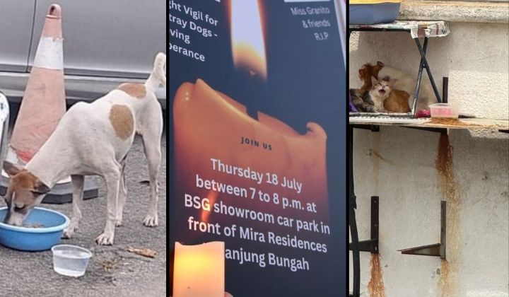 4 Animal Abuse Cases In Just A Week In Malaysia