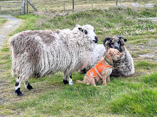 A Happy Family | My Shetland