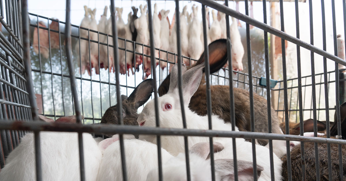 Animal Equality exposes rabbit slaughter in Mexico’s meat industry