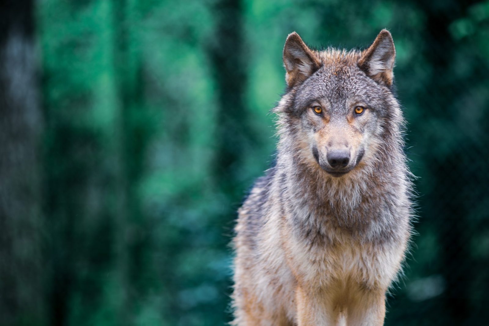 Animal Legal Defense Fund Demands Endangered Species Act to Be Enforced – One Green Planet