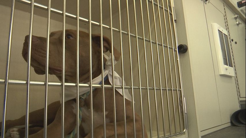 Baton Rouge animal shelter waives adoption fees for sheltered pets for national campaign