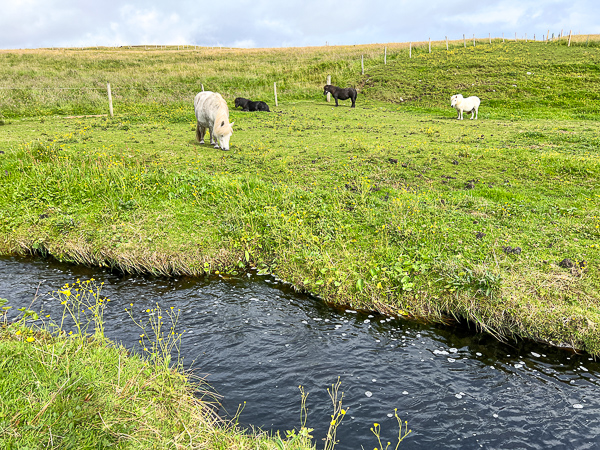 Celery and the Stream | My Shetland