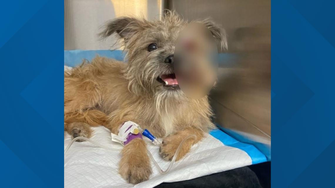 Conn. Animal Control seeks owners of abandoned dog hit by car