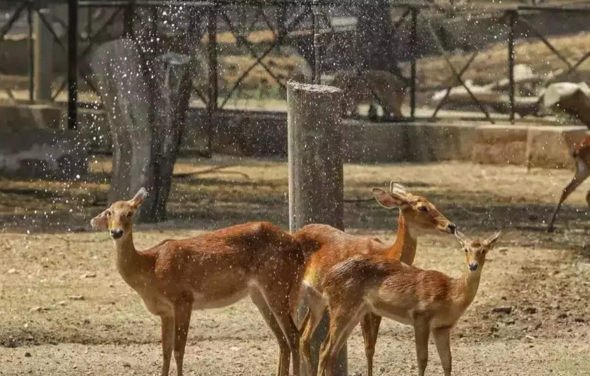 Delhi Zoo implements ayurvedic methods to safeguard animals during monsoon, ET HealthWorld