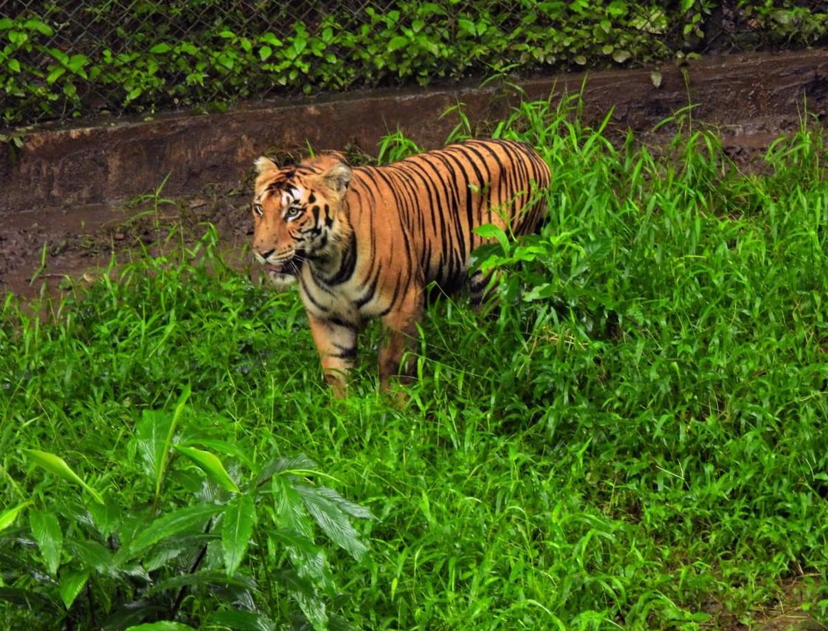 Forest Department aborts rewilding of rescued tiger, shifts animal to Vandalur zoo