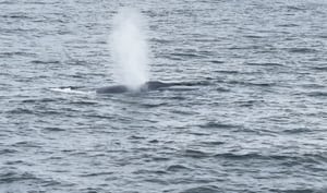 Giant sea creature — largest animal on earth — spotted off North Shore on Fourth of July