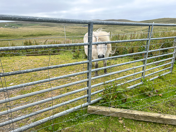 Hungry | My Shetland