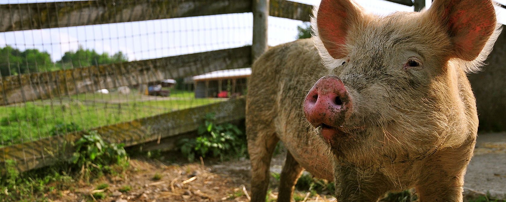 In significant win, court upholds Massachusetts farm animal protection law