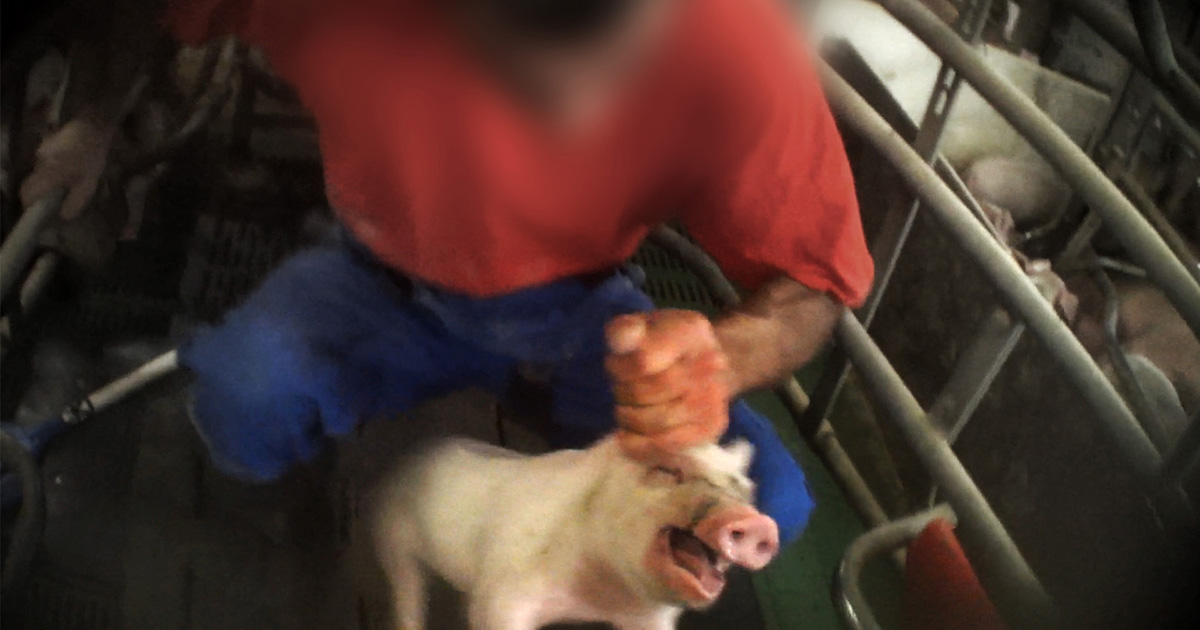 Investigation exposes intentional animal cruelty at German pig farm