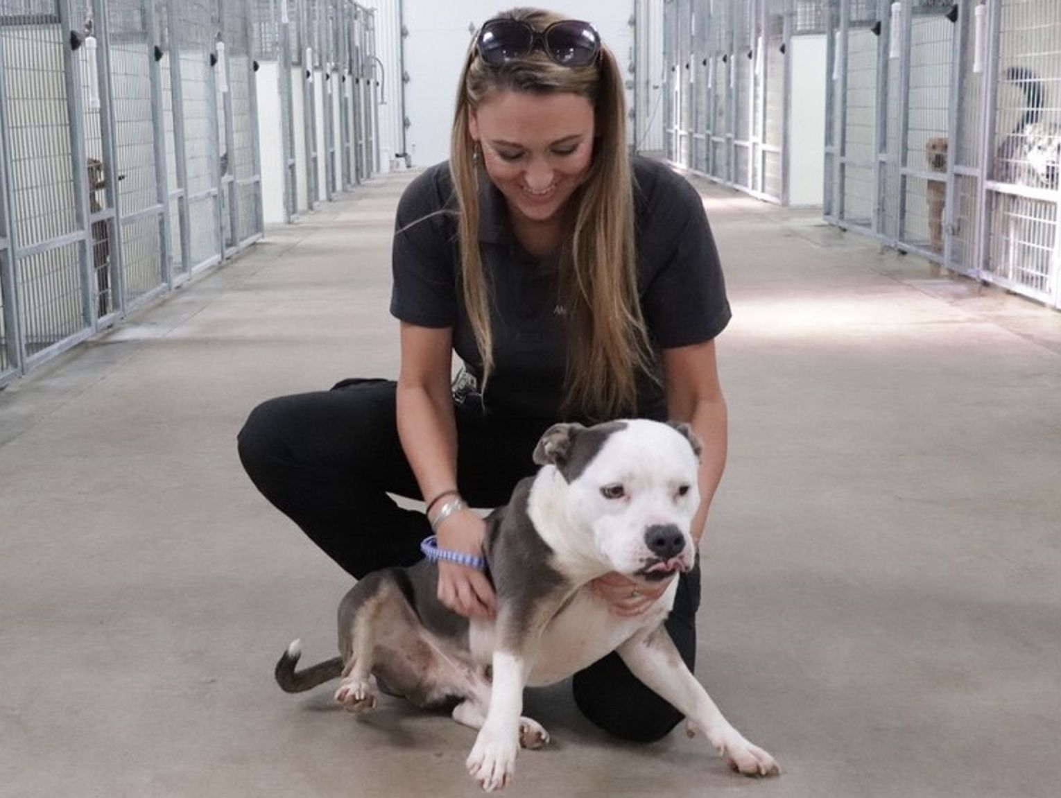 Kendall animal shelter nears capacity situation