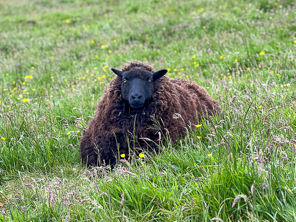 Not Sheared | My Shetland