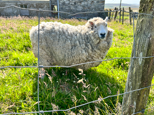 Sheared! | My Shetland