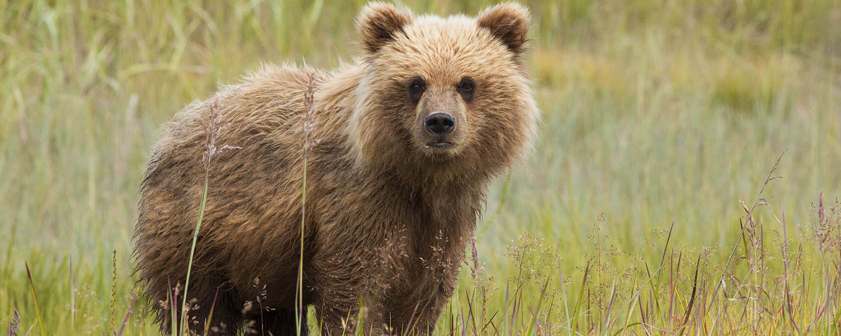 Some progress for protecting animals on Alaska’s national preserves—but not nearly enough