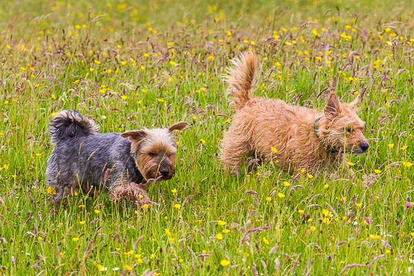 Success for Teddy | My Shetland