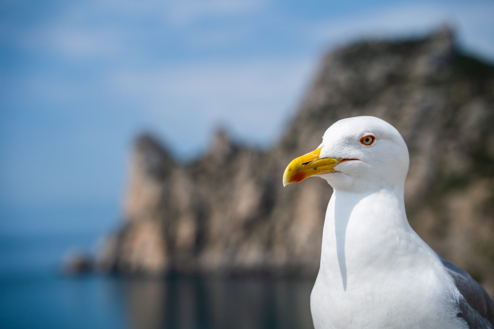 UK Approves Lab-Grown Pet Food, Man Decapitates Seagull, Lebanon’s Migratory Birds Are Dying for TikTok Likes, and More! – One Green Planet