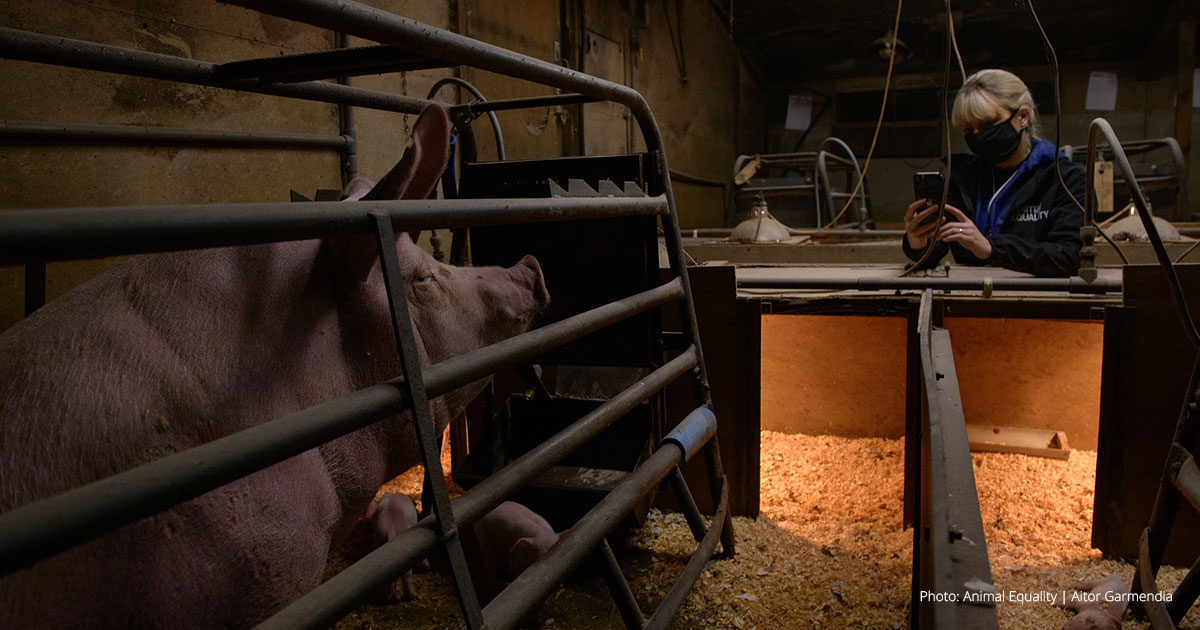 UK investigation reveals dead piglets and caged mother pigs on certified farm